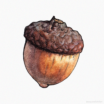Acorn Acorn