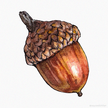 Acorn Acorn