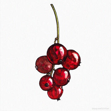 redcurrant redcurrant