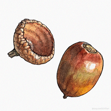 Acorn Acorn